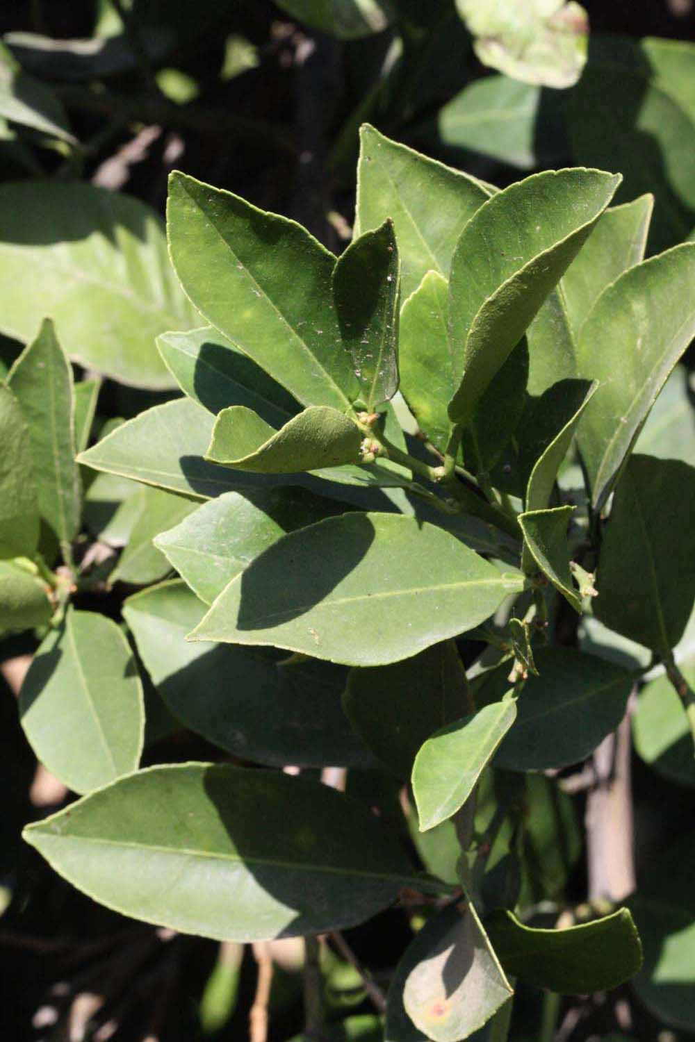              Sun leaves (Riverside, CA)       